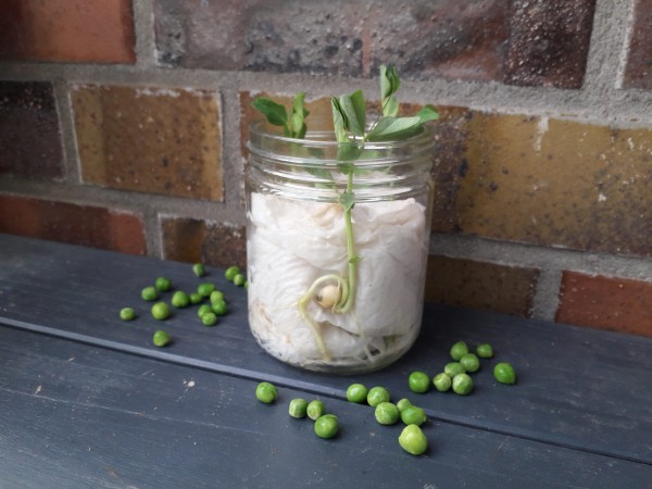 Prinzessin auf der Erbse